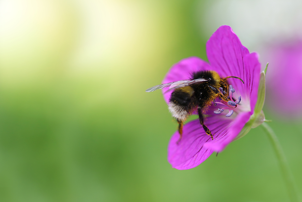 Sports Direct The Bumblebee Conservation Trust