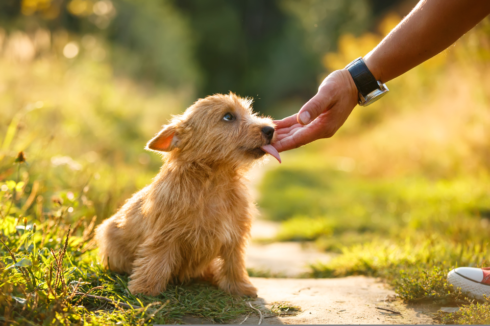 dogs trust