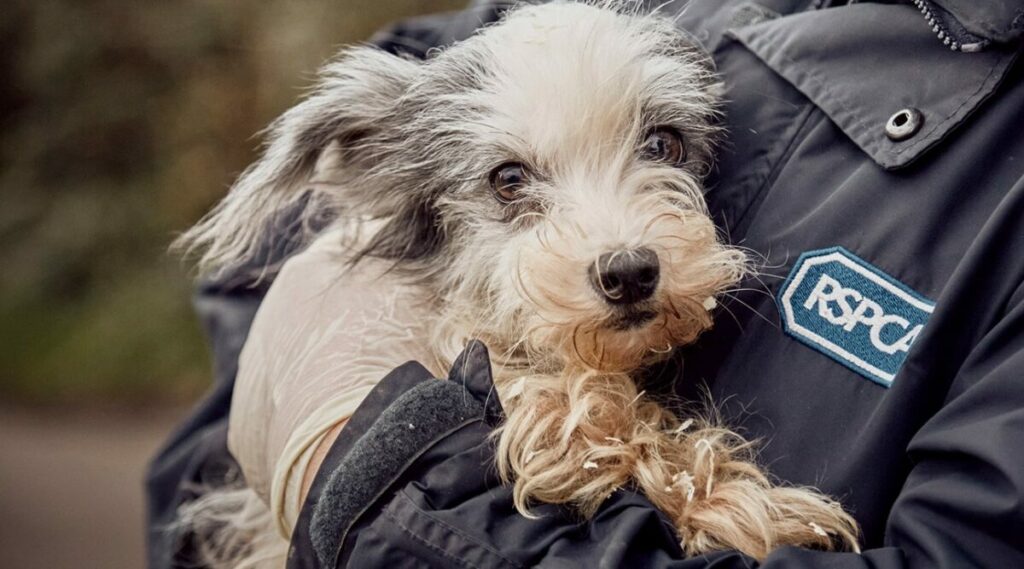RSPCA