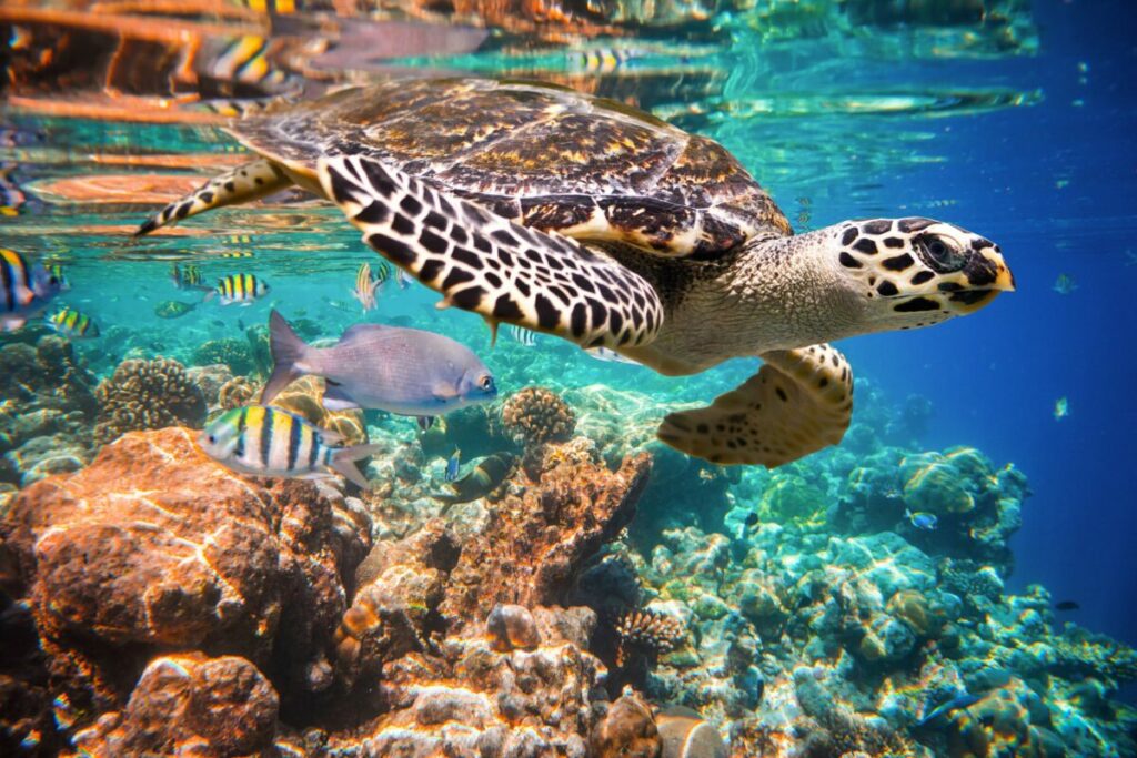 ocean outdoor